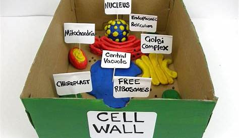 Plant Cell Project Shoebox Models Gemma's Site