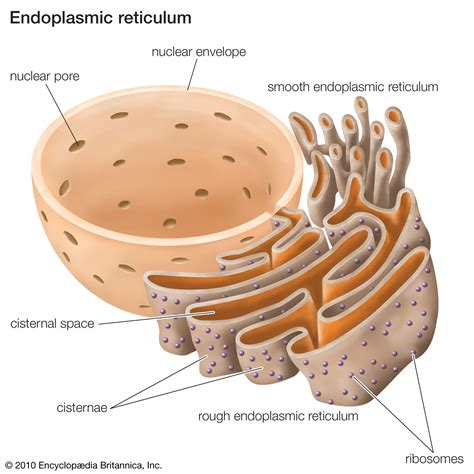 Rough Endoplasmic Reticulum Definition, Function and Structure