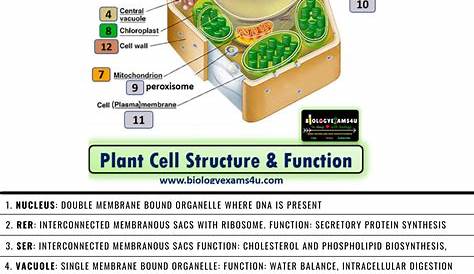 Plant Cell Membrane Structure And Function Pdf