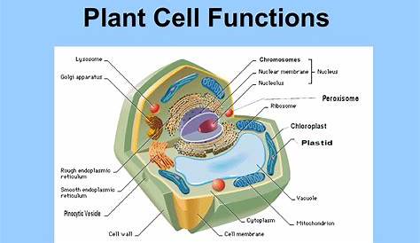 Plant Cell Structure And Function Ppt PPT & PowerPoint Presentation