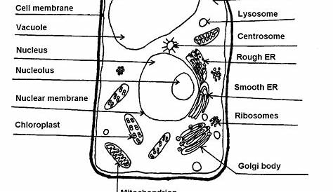 Plant Cell Structure And Function Worksheet 13 Best Images Of