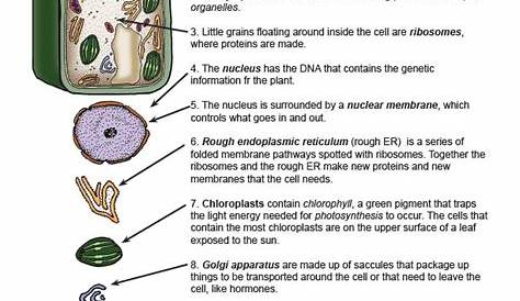 Plant Cell Organelles Functions