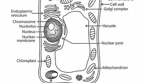 Plant Cell Black and White Fresh Term Paper On the Cell