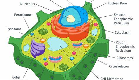 Plant Cell Structure Diagram Hd Graphique D'éducation De Biologie Pour Le me De