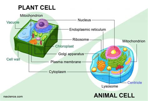 Animal Vs Plant Cell Diagram New Prokaryote Vs Eukaryote