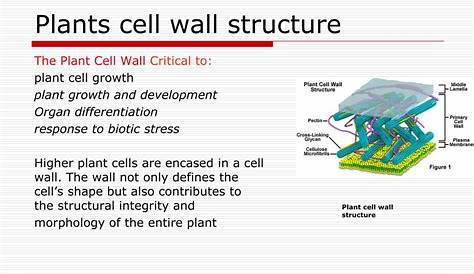 Plant Cell Wall Structure And Function Ppt Highly Simplified Model Of The Primary