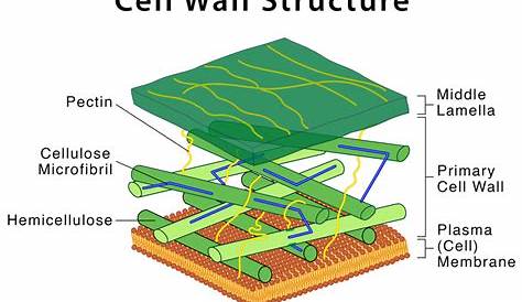 Plant Cell Wall Structure Diagram Biology Thatbiologist