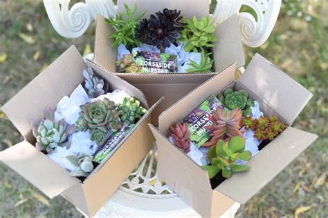 Plant Gift Box for extra WOW upon delivery plantandpot.nz