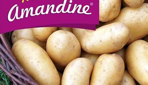 Pomme de terre Amandine Filet de 25 plants | Graines Bocquet