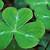 plant related to the shamrock and clover