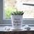 plant sayings for pots