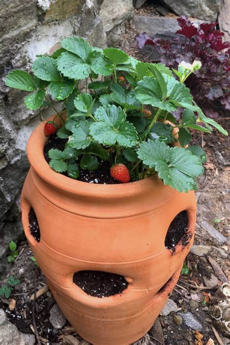 Growing Strawberries in Pots Earth, Food, and Fire