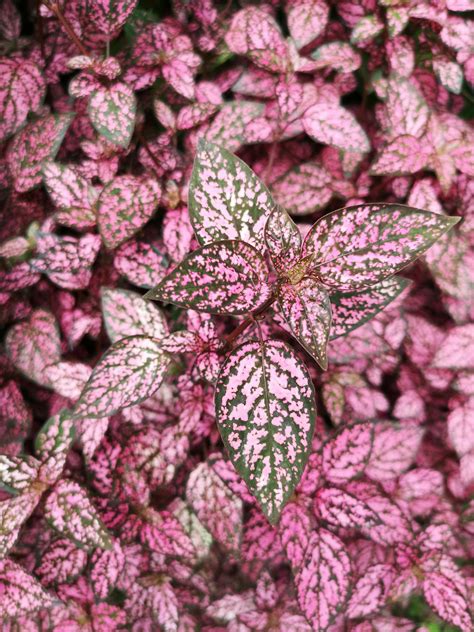 Pink and Green Leaves Plant · Free Stock Photo