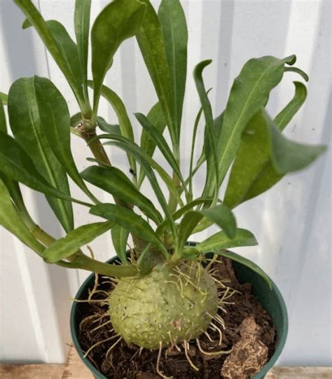 Everything You Need To Know About Plant Ants