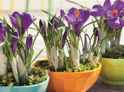 When to Plant SpringBlooming Bulbs