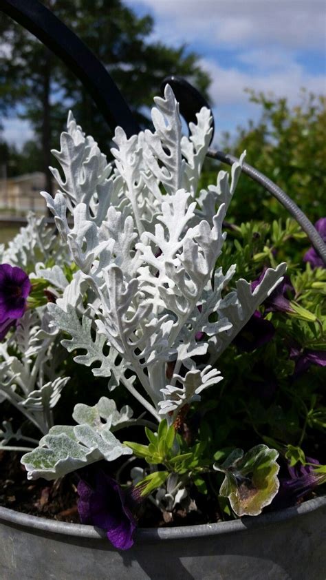 plant called dusty miller