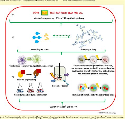 plant cell fermentation taxol