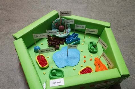 plant cell model project for school
