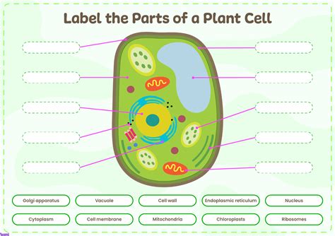 Plant Cell Parts And Functions Interactive Tutorial