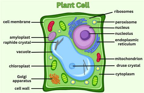 Plant Cell Structure And Their Functions