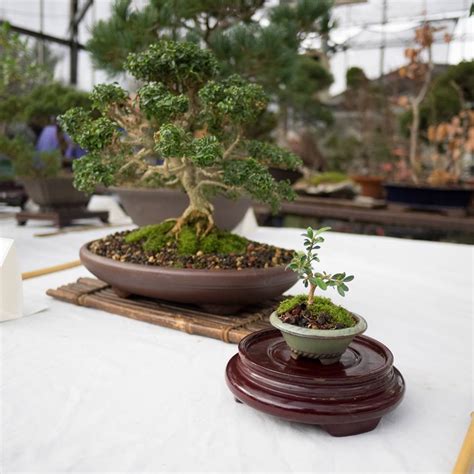 plant city bonsai
