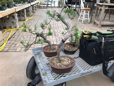 plant city bonsai clermont ga