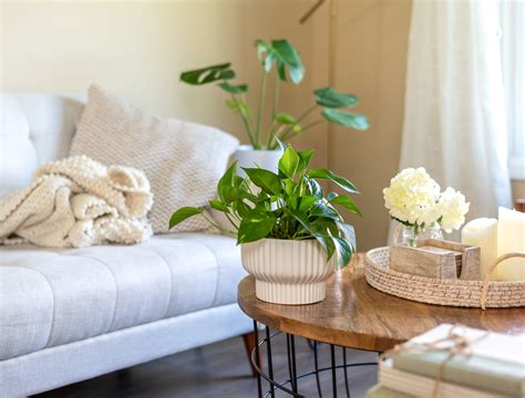 Plant Coffee Table Styling