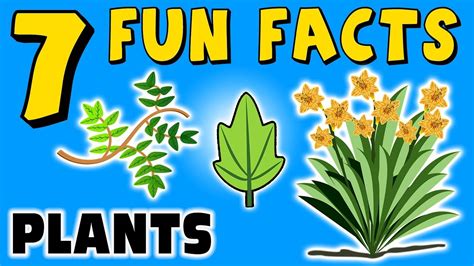 plant facts for kids ks2