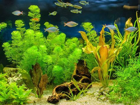 plant growing fish tank