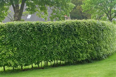 plant hedges for privacy