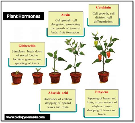 Plant Hormones And Their Functions Slideshare