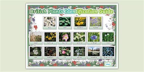 Plant Identification Resources