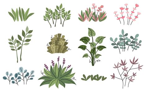 plant illustration vector