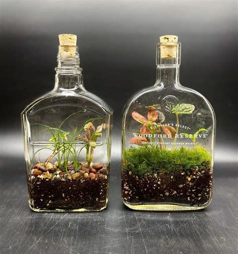 plant in a bottle terrarium
