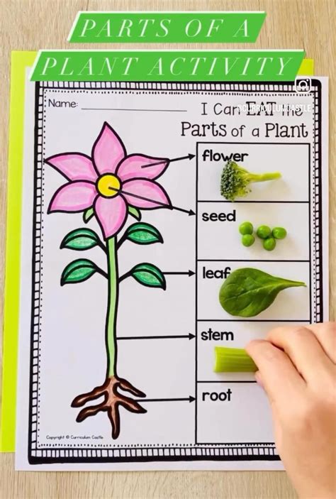 Plant Lessons Year 2