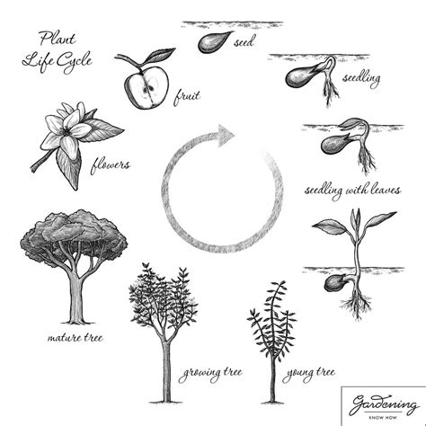 Plant Life Cycle Article