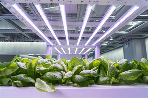 plant lighting hydroponics