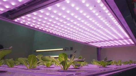 plant lighting hydroponics