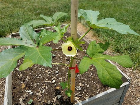 plant okra in pots