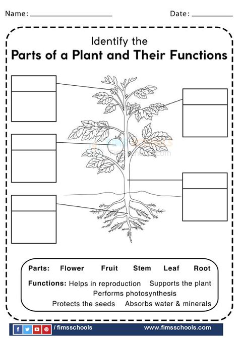 plant parts and functions worksheet for grade 1