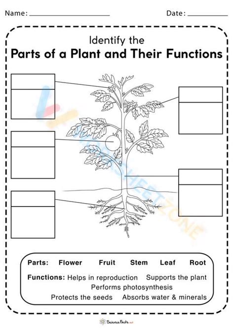 plant parts and their functions worksheet answers