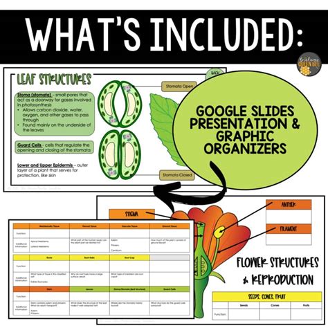 Plant Structure And Function Graphic Organizer