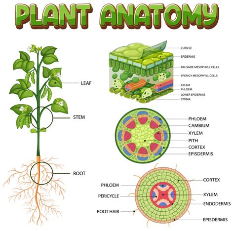 Plant Structure And Function Notes