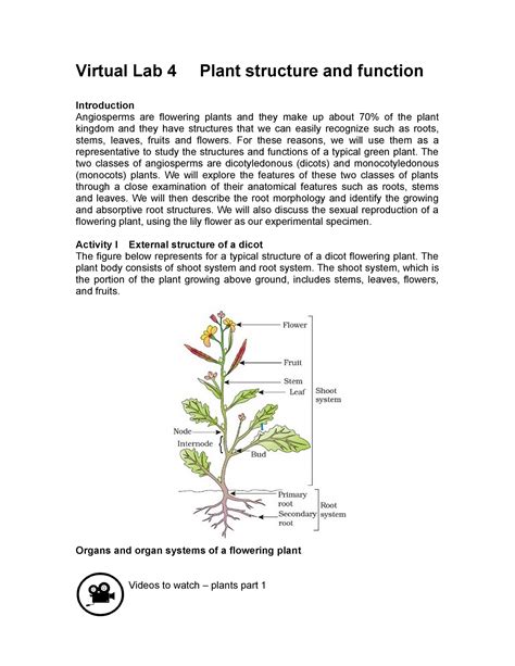 Plant Structure And Function Virtual Lab