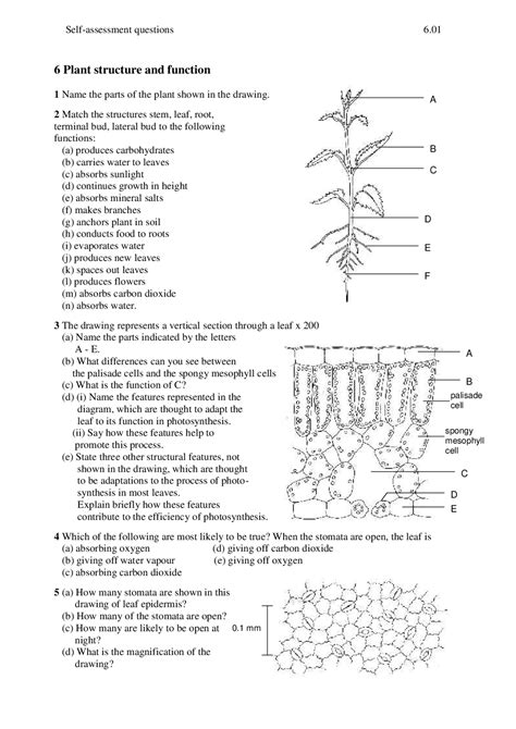 Plant Structure And Function Worksheet Answers