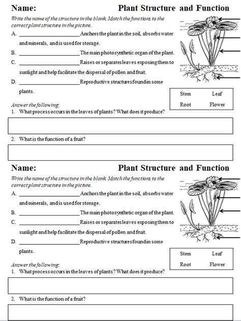 Plant Structure And Function Worksheet Pdf