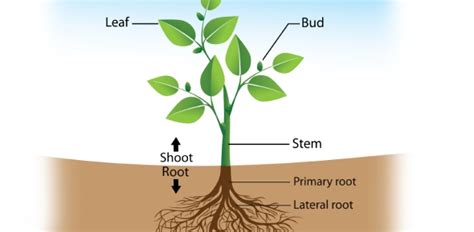 Plant Structure And Growth Quiz