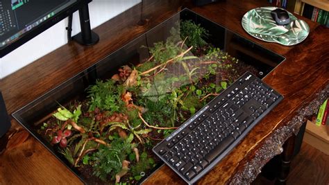 plant terrarium for desk how to manage