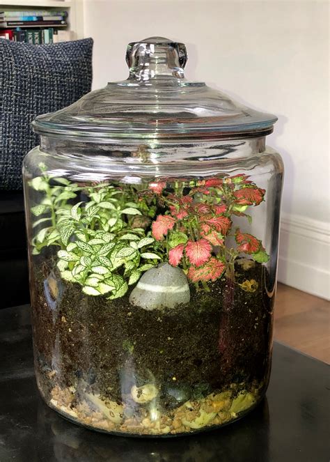 plant terrarium with plants