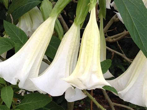 plant with large white trumpet flowers